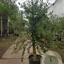 Olea europaea 240 cm stam container 20-25