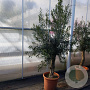 Olea europaea 40 cm container 30-35