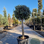 Olea europaea 70 cm container 20-25 BOL 50-60
