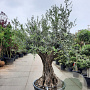 Olea europaea 80 cm stam container 80 stam 120x120 scherm
