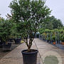 Osmanthus burkwoodii 150-175 cm container solitair 40-45