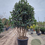 Osmanthus fortunei 175-200 cm container piramide