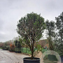 Osmanthus fragrans 350-400 cm container meerstammig