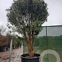 Osmanthus fragrans 400-450 cm container meerstammig