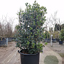 Osmanthus heterophyllus 125-150 cm cont. 90L extra