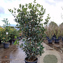 Osmanthus heterophyllus 140-160 cm 25L
