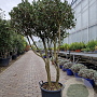 Osmanthus heterophyllus 140-160 cm 50L paraplu