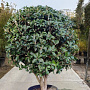 Osmanthus heterophyllus 150-175 cm container solitair 40-45