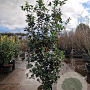 Osmanthus heterophyllus 175-200 cm 25L