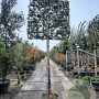 Osmanthus heterophyllus 200 cm stam container 20-25 leiboom