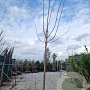Paulownia fortunei Fast Blue 120 cm stam draadkluit 25-30