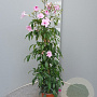 Pandorea jasminoides 70 cm 3,0L piramide