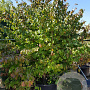 Parrotia persica 300-350 cm container solitair meerstammig