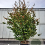 Parrotia persica 'Globosa' 350-400 cm container meerstammig
