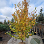 Parrotia persica 'Vanessa' 300-350 cm draadkluit extra verplant