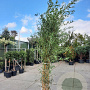 Phyllostachys aureos. 'Aureocaulis' 250-300 cm 15L