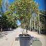 Photinia fraseri 'Robusta Compacta' 125-150 cm container paraplu