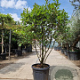 Photinia fraseri 'Red Robin' 140-160 cm container paraplu extra