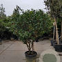 Photinia fraseri 'Red Robin' 150-175 cm container solitair 40-45