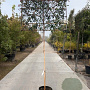 Photinia fraseri 'Red Robin' 200 cm stam container 16-18 lei 150x150