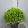 Pinus 'Marie Bregeon' 50 cm container bol