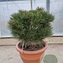 Pinus nigra Brepo 50-60 cm container bol