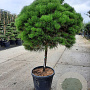 Pinus nigra Brepo 80 cm stam container bol 50-60