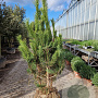 Pinus nigra 150-175 cm draadkluit meerstammig