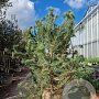 Pinus nigra 175-200 cm draadkluit meerstammig solitair