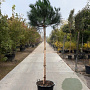 Pinus pinea 160 cm stam container 18-20