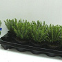 Hebe odora 'New Zealand Gold' 10-15 cm C1