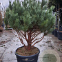 Pinus sylv. 'Watereri' 125-150 cm container paraplu