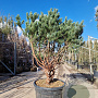 Pinus sylv. 'Watereri' 140-160 cm container paraplu extra