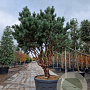 Pinus sylv. 'Watereri' 175-200 cm cont. 175L piramide