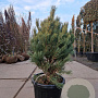 Pinus sylv. 'Watereri' 70-80 cm 30L