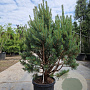 Pinus sylvestris 80-100 cm 2,5L