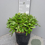 Pittosporum tob. 'Nanum' GM C6L