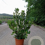 Pittosporum tobira 60-80 cm 10L