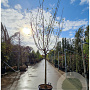 Prunus armeniaca 100 cm stam container 16-18