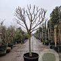 Prunus domestica 100 cm stam container 25-30