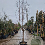 Prunus dulcis 100 cm stam container 18-20