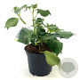 Hedera colchica 'Fall Favourite' 25-30 cm 2,0L