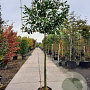 Prunus l. 'Novita' 200 cm stam container 16-18 leiboom