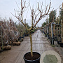 Prunus persica 100 cm stam container 25-30
