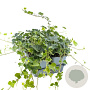 Hedera helix 20-30 cm P9 3-5 tak