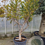 Punica gr. 'Mollar de Elche' 250 cm stam container 20-25