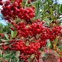 Pyracantha coccinea 120 cm stam container 14-16
