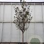 Pyrus communis 100 cm stam container 25-30