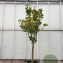 Pyrus pyrifolia 100 cm stam container 25-30