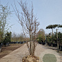 Quercus cerris 150-175 cm draadkluit